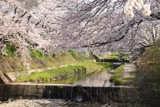 Tourist destination images of Tamagawa Dotei Cherry Blossoms(2)