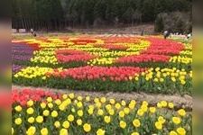 Tourist destination images of Awaji Island National Garden, Akashi Kaikyo Park(1)