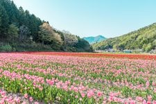 Tourist destination images of Awaji Island National Garden, Akashi Kaikyo Park(2)