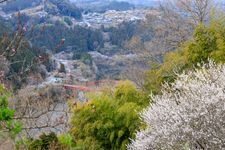 Tourist destination images of Tsukigase Plum Grove(1)