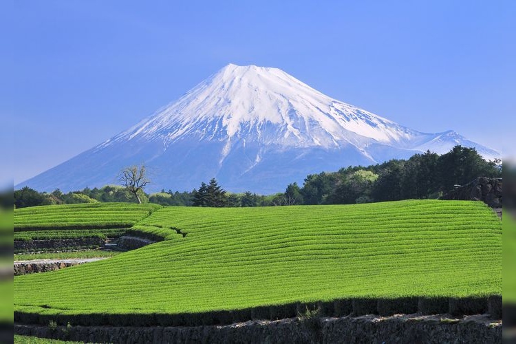 Imamiya Tea Fields