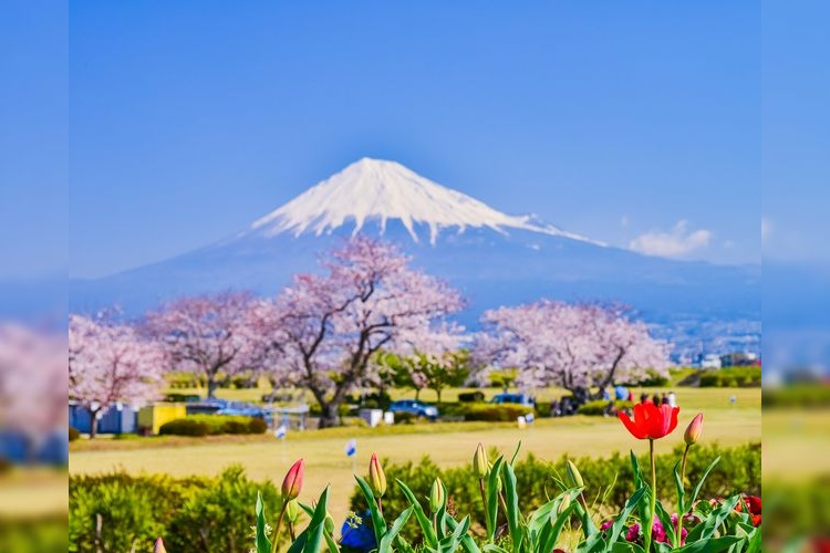 Kari-zutsumi Cherry Blossoms