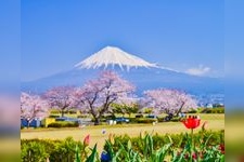 Tourist destination images of Kari-zutsumi Cherry Blossoms(1)