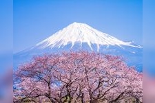 Tourist destination images of Kari-zutsumi Cherry Blossoms(2)