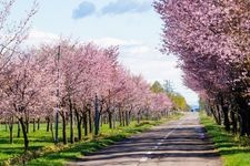 Tourist destination images of Sakura Rokkatei Park(1)