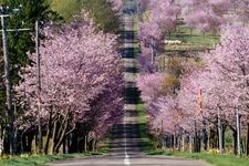 Tourist destination images of Sakura Rokkatei Park(2)