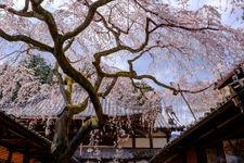 Tourist destination images of Jūrin-ji Temple(5)