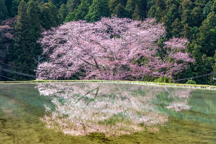 Morokino's Cherry Blossom