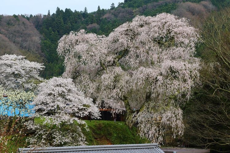 Daijōji Ruins Cherry Blossoms