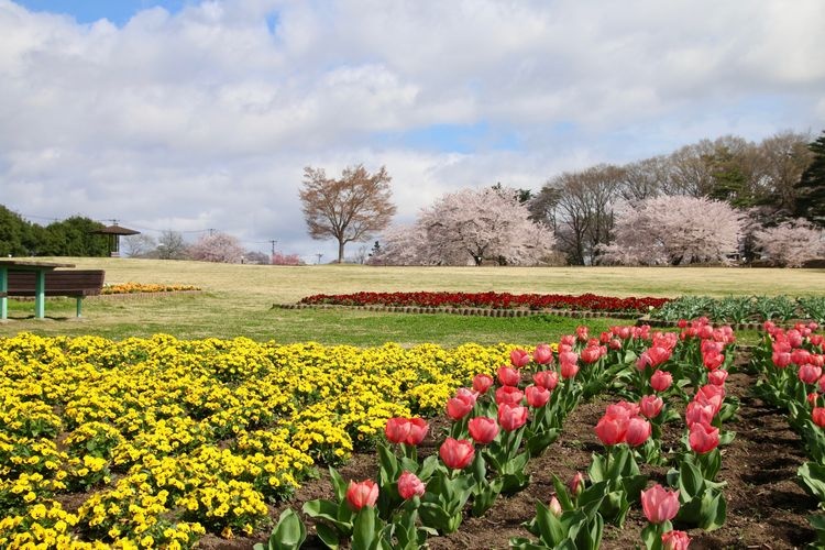 Tourist destination images of Torimiyama Park(2)
