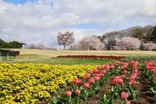 Tourist destination images of Torimiyama Park(2)