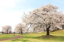 Tourist destination images of Torimiyama Park(1)