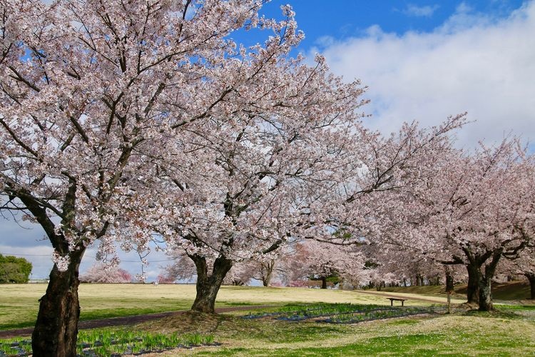 Torimiyama Park