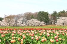 Tourist destination images of Torimiyama Park(2)