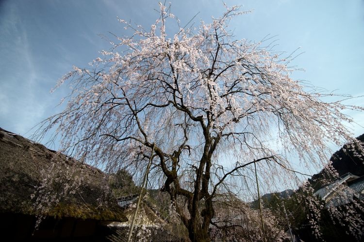 Tourist destination images of Weeping Cherry Tree at the Kamanase Imperial Palace Ruins(2)