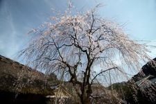 Tourist destination images of Weeping Cherry Tree at the Kamanase Imperial Palace Ruins(2)