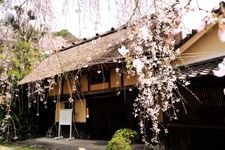Tourist destination images of Weeping Cherry Tree at the Kamanase Imperial Palace Ruins(1)