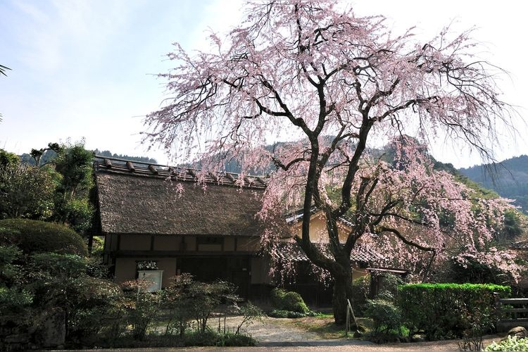 Weeping Cherry Tree at the Kamanase Imperial Palace Ruins