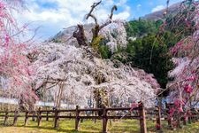 Tourist destination images of Seiun-ji Temple(2)