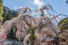 Tourist destination images of Seiun-ji Temple(3)