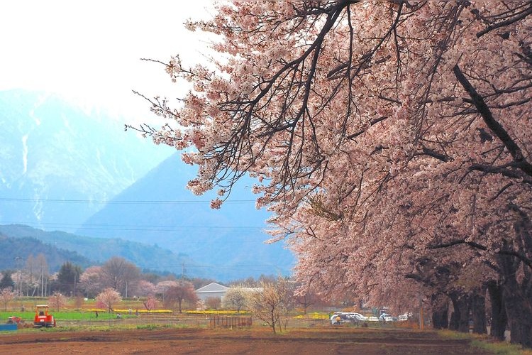 Magahara Cherry Blossom Avenue