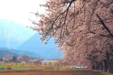 Tourist destination images of Magahara Cherry Blossom Avenue(1)