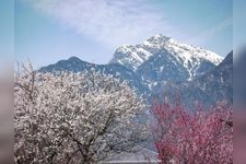 Tourist destination images of Magahara Cherry Blossom Avenue(2)