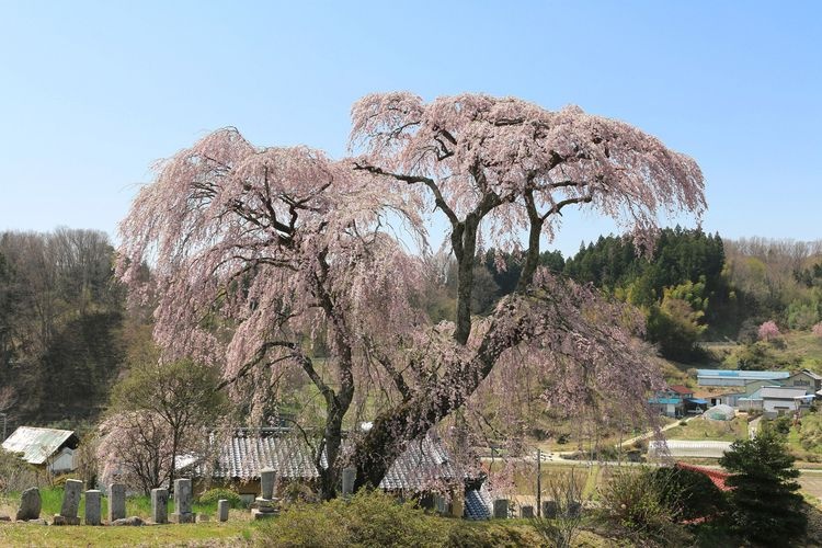 Tonouchi Sakura