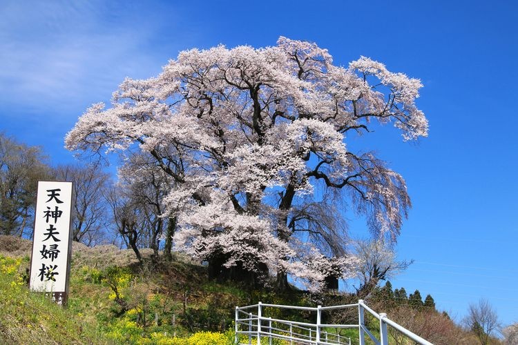 Tenjin Fuufu Sakura (Tenjin Couple Cherry Blossoms)