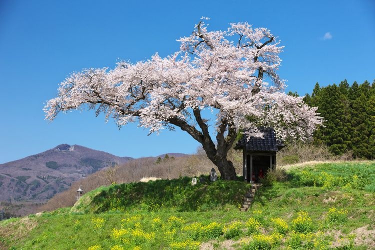 小沢の桜