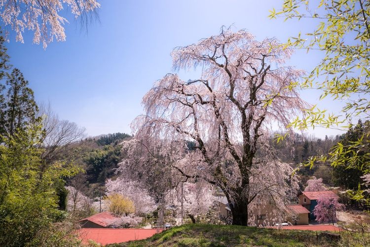 Oshirozaka Shidarezakura (Weeping Cherry Blossom)