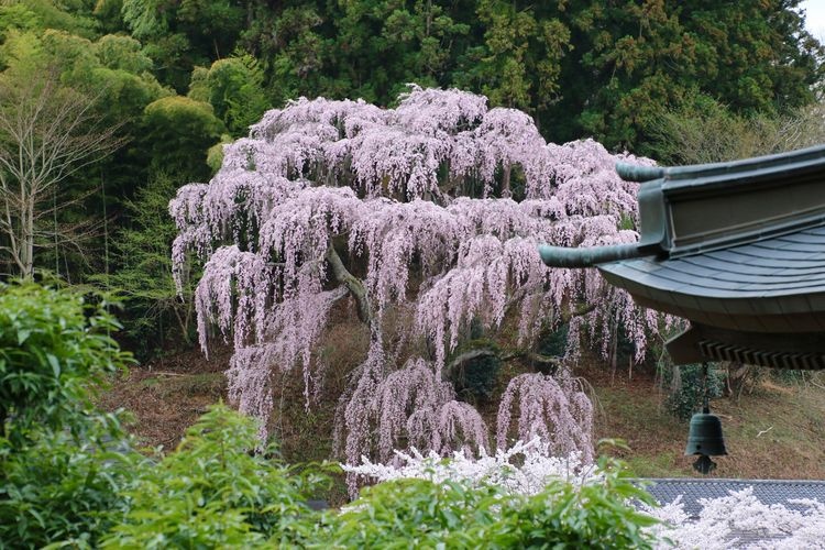 Fukujyu-ji Cherry Blossoms