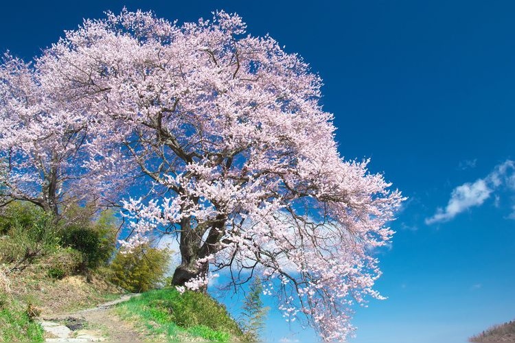 Koiganji Cherry Blossoms