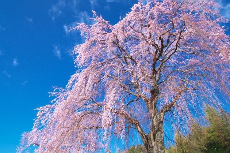 Tourist destination images of Koiganji Cherry Blossoms(2)