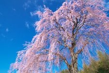 Tourist destination images of Koiganji Cherry Blossoms(2)