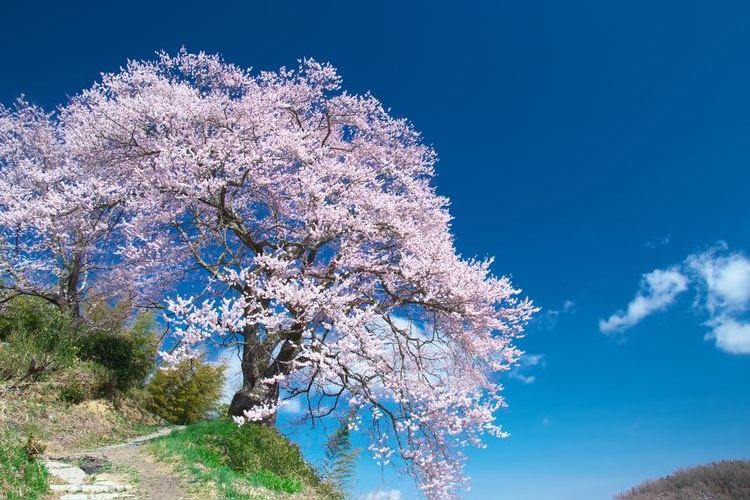 Koiganji Cherry Blossoms