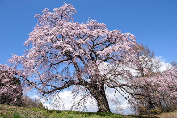 Gotomakida Cherry Blossom