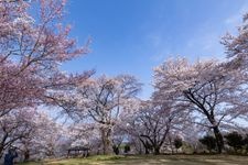 大草城址公園の観光地画像(1)