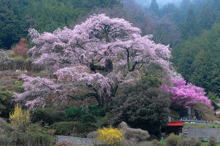 Nishimaru-o's Weeping Cherry Tree