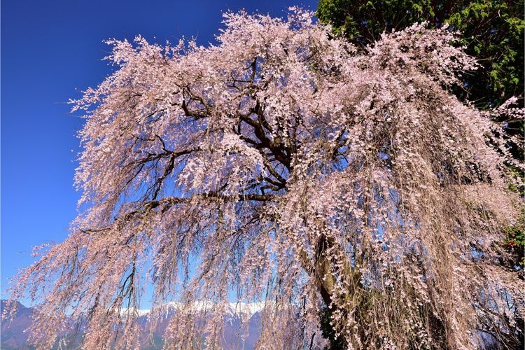 吉瀬のしだれ桜の観光地画像(2)