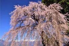 吉瀬のしだれ桜の観光地画像(2)