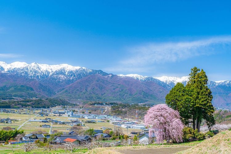 Yoshino Weeping Cherry Tree