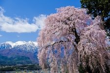 Tourist destination images of Yoshino Weeping Cherry Tree(2)