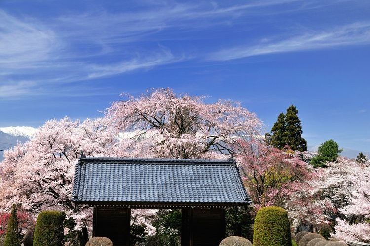 Kurazawa-dera's Weeping Cherry Blossom Tree