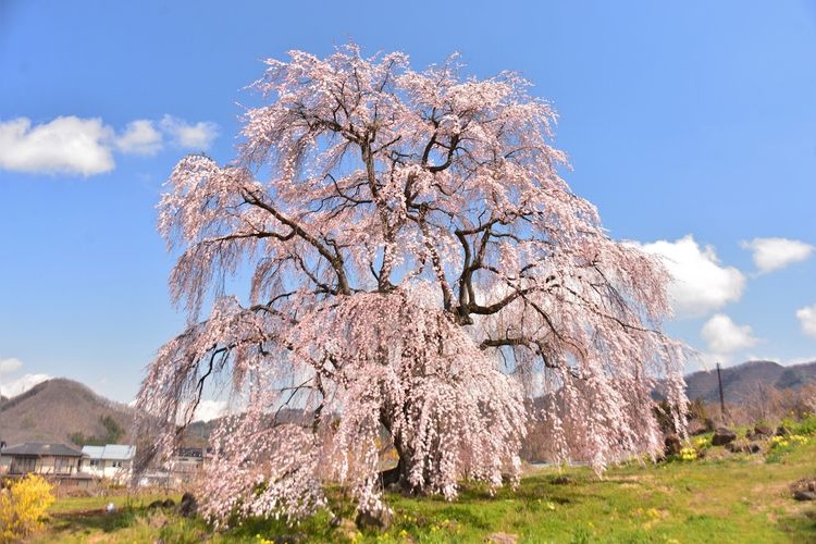 Nagomi no Sakura (Weeping Cherry Tree)