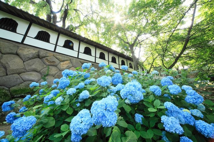 Yagyoji Temple