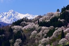 Tourist destination images of Nitanda's Cherry Blossoms(1)