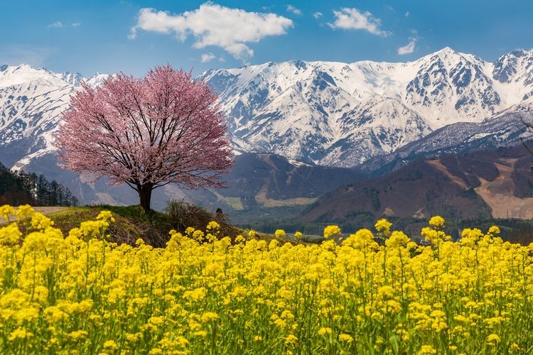 Noppe's Single Cherry Blossom Tree