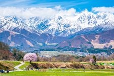 Tourist destination images of Noppe's Single Cherry Blossom Tree(2)