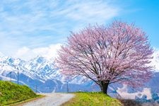 Tourist destination images of Noppe's Single Cherry Blossom Tree(1)